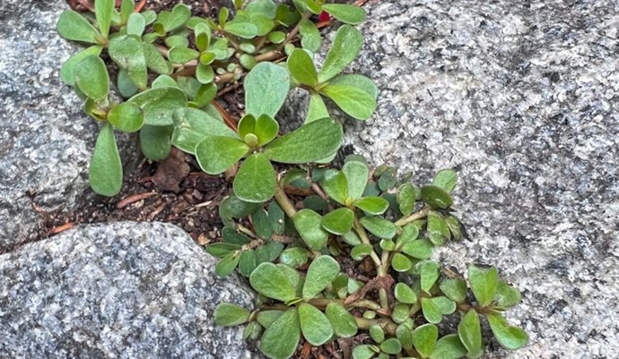 Portulaca oleracea, superplanta contra la sequía
