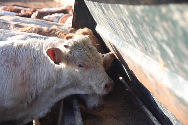 Archivo - Una vaca en la explotación ganadera .