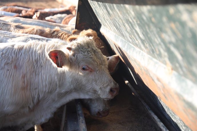 Archivo - Una vaca en la explotación ganadera Ganados Ruigan, a 14 de enero de 2022, en Menasalbas, Toledo, Castilla La Mancha, (España). Menasalbas es un pueblo ganadero que centra su actividad en la ganadería y producción de carne de vacuno. La expl