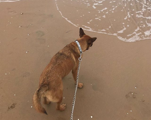 Archivo - Imagen de archivo de un perro en una playa canina