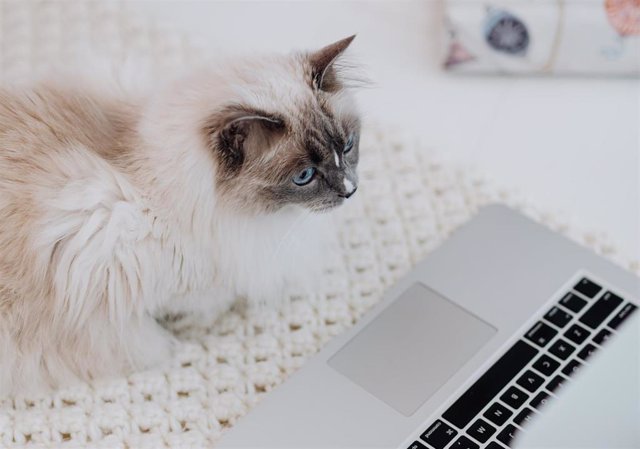 Un gato delante de un ordenador portátil