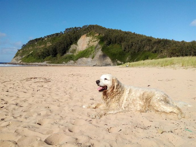 Archivo - Perro en la playa de Rodiles