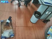 Se recuperan en una casa de acogida de Granada dos perritos localizados una bolsa de plástico deshidratados