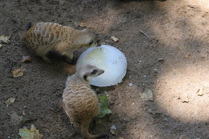 Animals del Zoo de Barcelona amb un gelat