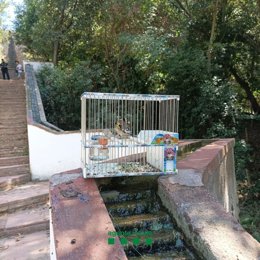 Ocells protegits capturats a Barcelona