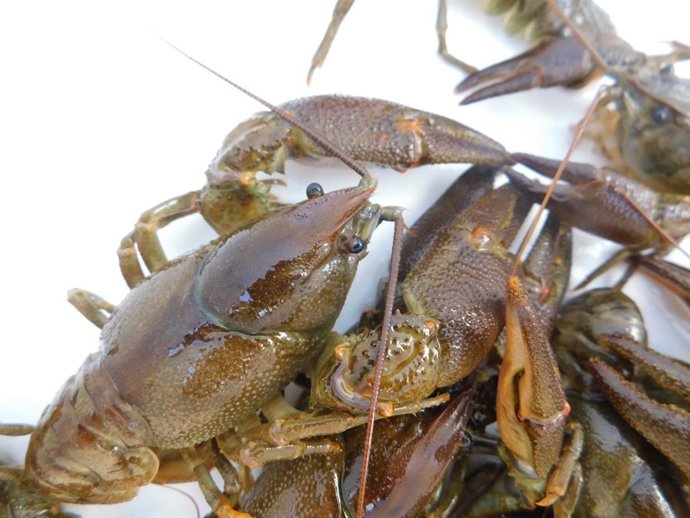 Cangrejo de río autóctono