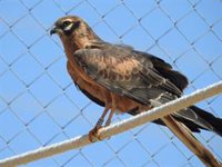 Amus libera en Valdecaballeros 13 ejemplares de aguilucho cenizo tras ser rescatados y recuperados en su centro