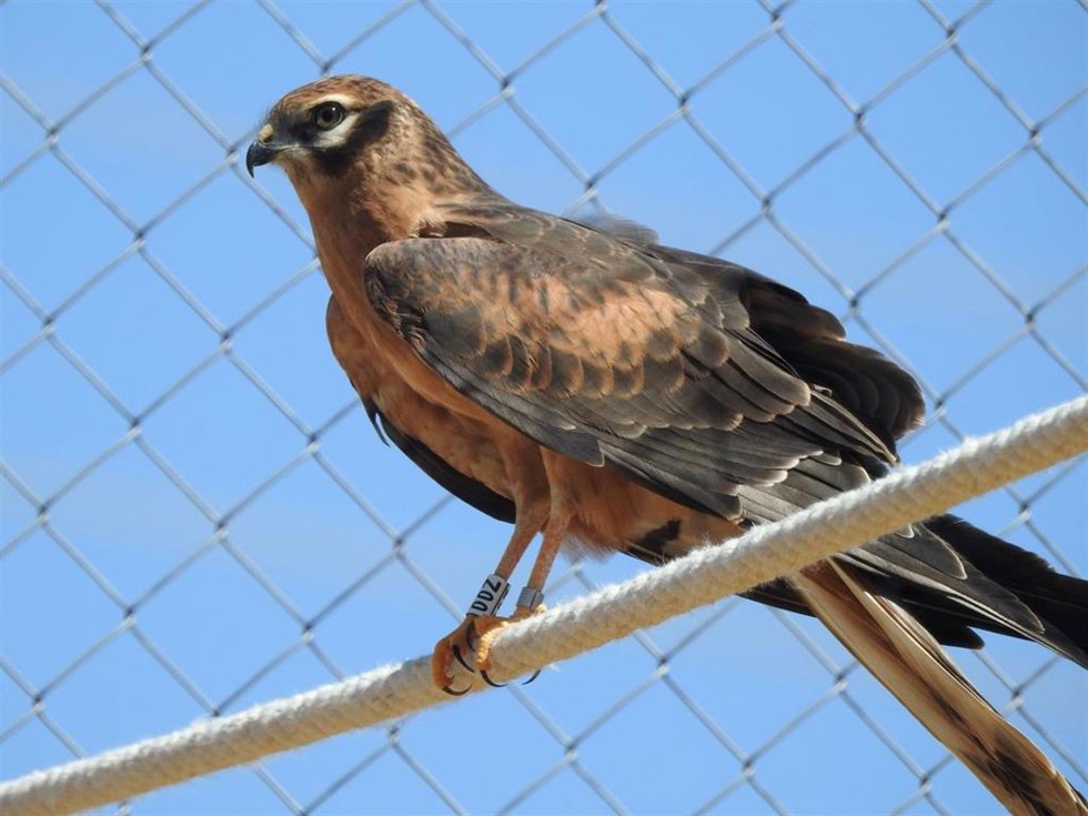 Uno de los pollos en el hacking al que se le aprecian la anilla metálica y de Pvc