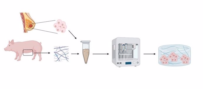 Investigadores españoles desarrollan una 'biotinta' para la bioimpresión 3D de tumores usando tejido de cerdo