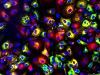 Cómo se empaqueta el genoma en cromosomas para su traslado correcto a la descendencia