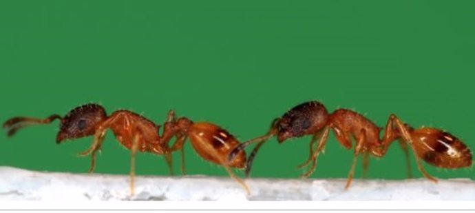 Hormiga que lleva a otra hormiga a un nuevo nido, conocida como carrera en tándem