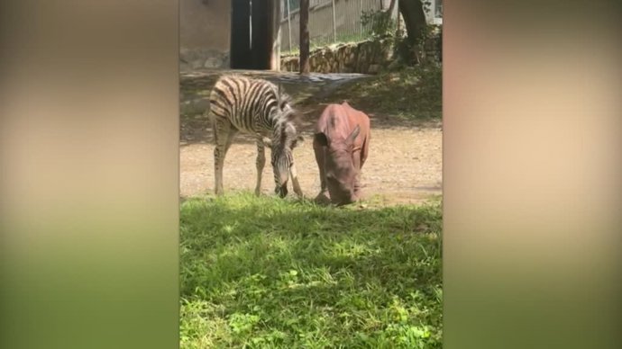 Estos animales rescatados se han convertido en amigos inseparables