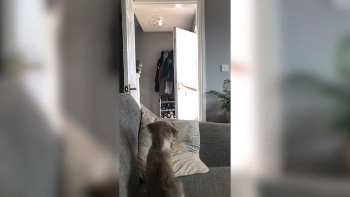 Este cachorro pilló por sorpresa a dos hermanos