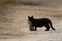 El gato doméstico, peligro para la fauna silvestre de la 'Red Natura 2000', según un estudio de la Fundación Artemisan