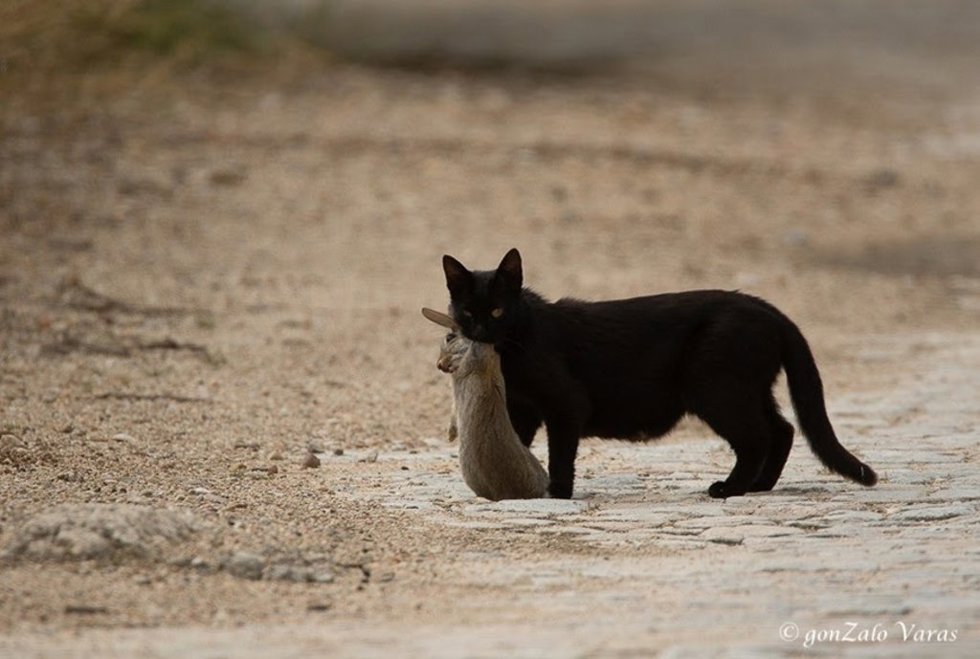 Gato doméstico comiendo un conejo.