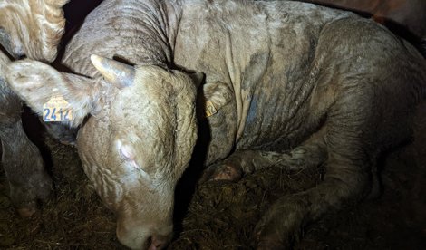 Comunicados Internacional