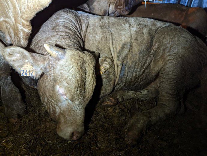 The French bull calf Louis, transported to the Canary Islands under unacceptable conditions.   Animals Angels, August 2022.