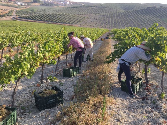 Vendimia de Pedro Ximénez en Bodegas Robles.