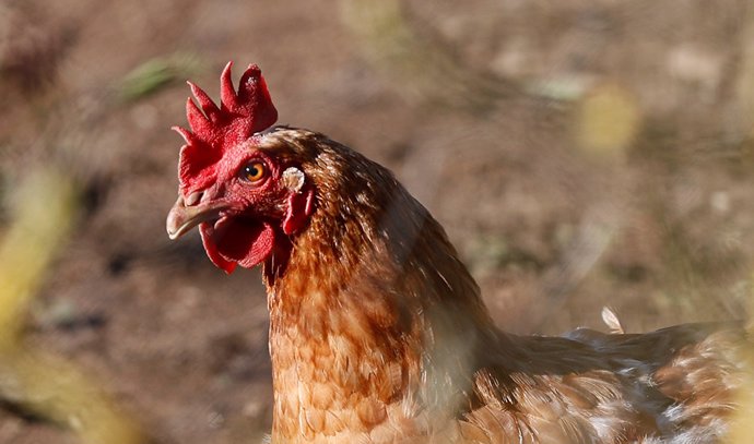Archivo - Confirmado un foco de gripe aviar en una explotación de pavos de engorde en Huelva