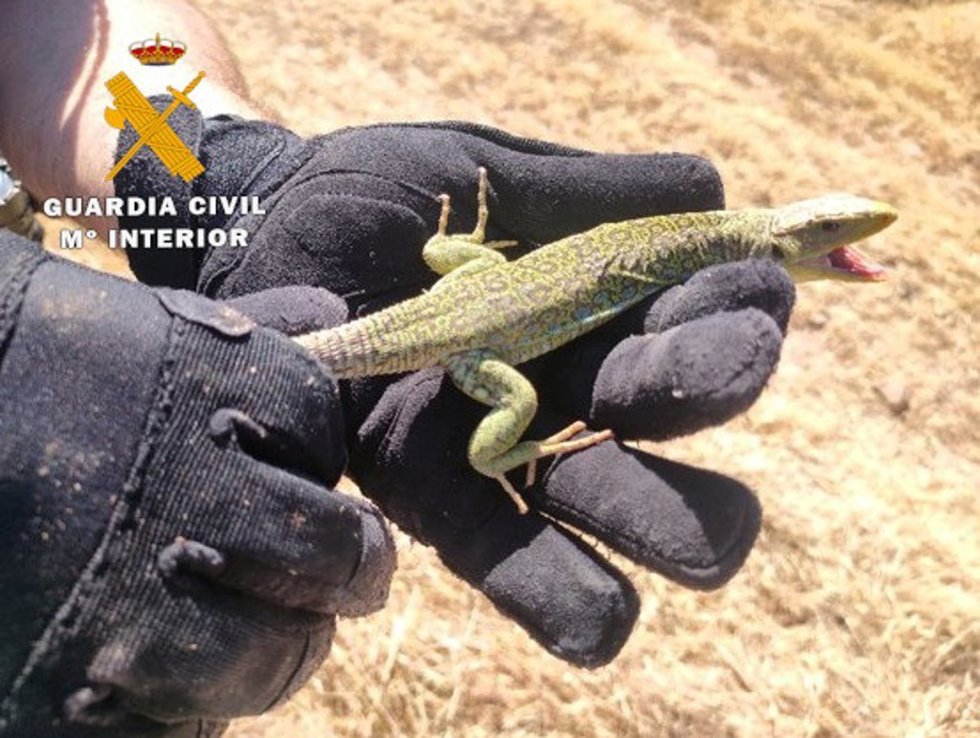 Lagarto ocelado capturado.