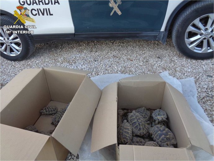 Criadero ilegal de tortugas clausurado en Elche