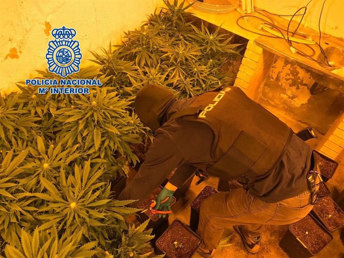 Cultivo de marihuana desmantelado en una vivienda okupada en El Quemadero, en Almería.