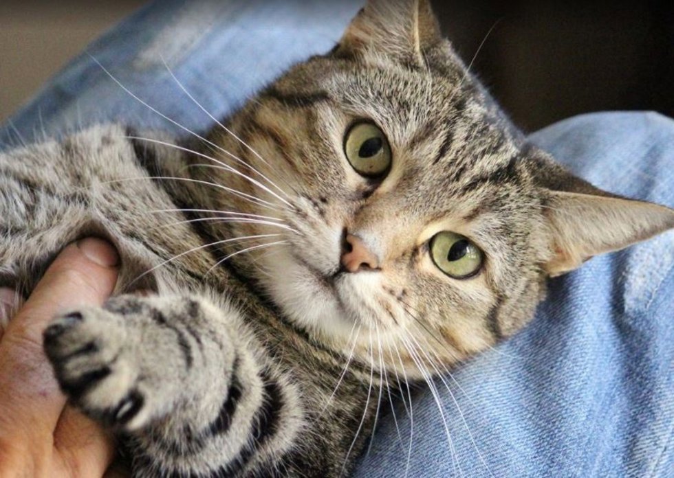 Las caricias a un gato no son siempre bien recibidas por el animal