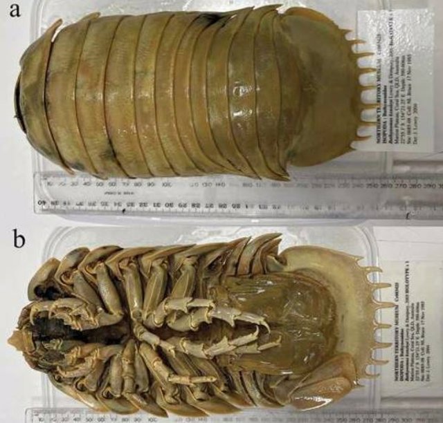 La nueva especie de 'chinche' de aguas profundas tiene 26 centímetros de longitud