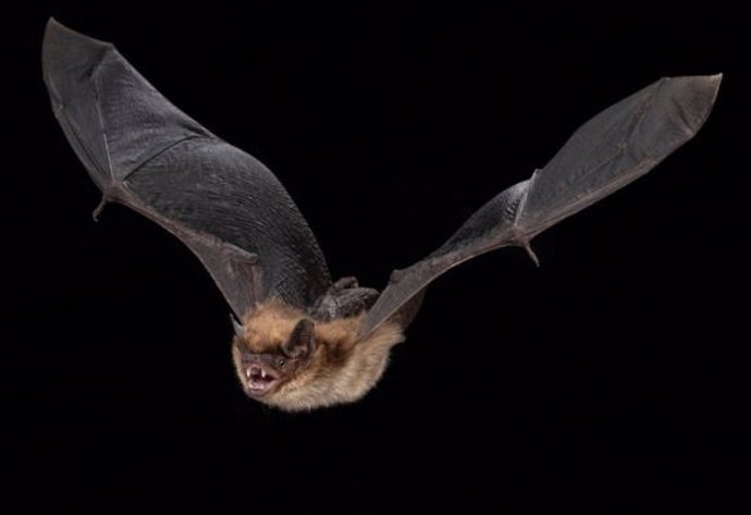 Los grandes murciélagos marrones puedne vivir más de 19 años