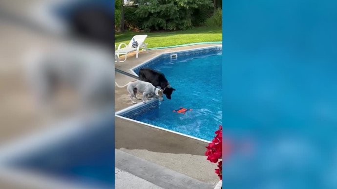 A estos perros no se les da bien el trabajo en equipo: tratan de sacar un juguete del agua y pasa esto