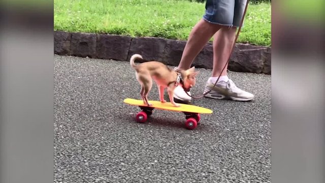 Este es el perro skater que está siendo aclamado por las redes