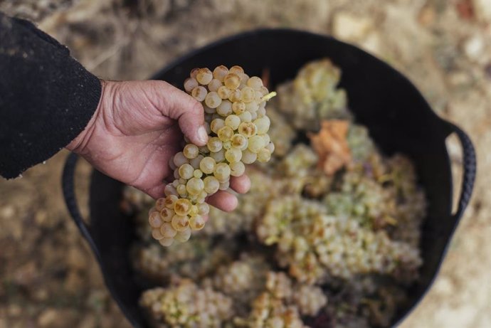 Archivo - DOCa Rioja.- El Boletín de Maduración de Rioja destaca la "buena sanidad de la uva recogida" en la Denominación