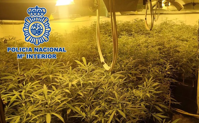 Marihuana intervenida.