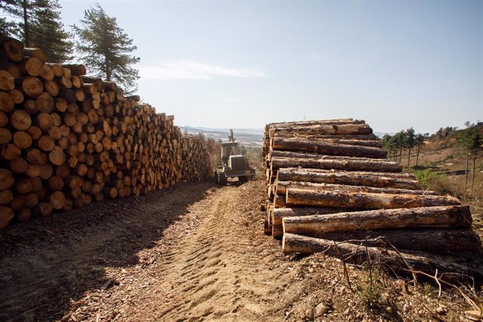 Maquinaria trabajando en el aprovechamiento forestal.