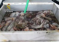 La Guardia Civil se incauta de 20 kilos de pulpo en Mazarrón