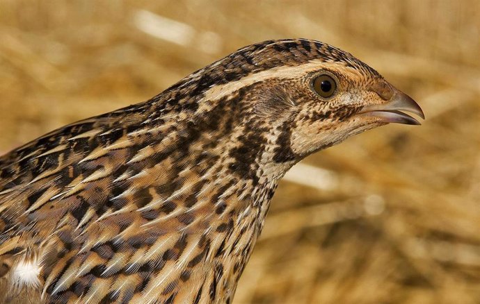 Archivo - Los cazadores de C-LM participan activamente en el proyecto Coturnix con la entrega de muestras biológicas de cordorniz 