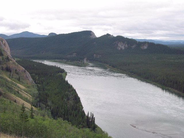 Bosque boreal en el río Yukón