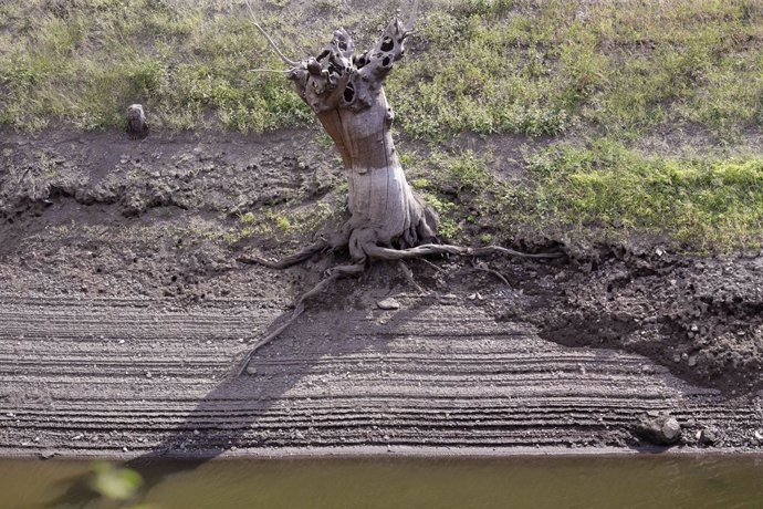 Un tronco de un árbol seco en el lecho del río Miño en Escairón, Lugo, Galicia (España). La prolongada ausencia de lluvias y las altas temperaturas están obligando a varias comunidades autónomas y ayuntamientos de toda España a imponer restricciones en 