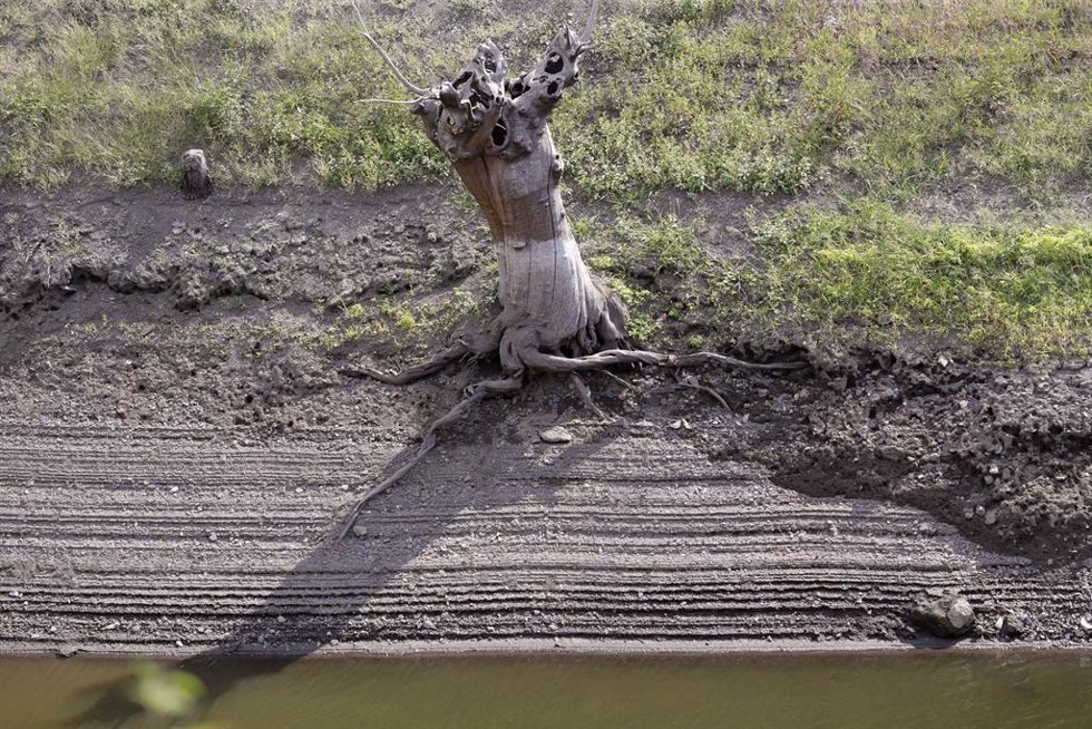 Un tronco de un árbol seco en el lecho del río Miño en Escairón, Lugo, Galicia (España). La prolongada ausencia de lluvias y las altas temperaturas están obligando a varias comunidades autónomas y ayuntamientos de toda España a imponer restricciones en