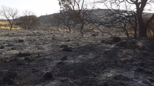 Superficie afectada por el incendio del Chorro de las Avispas