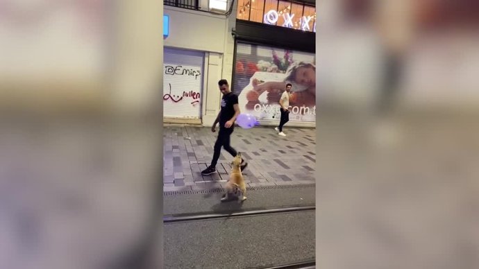 ¡Que No Caiga! Este Incansable Perro Juega En Medio De La Calle