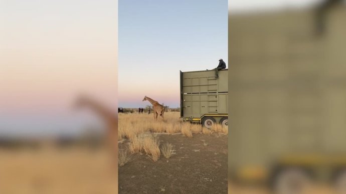 Seguro que nunca lo habías visto: así se levantan las jirafas tras una caída