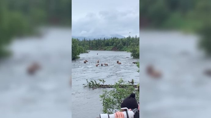 Así es como estos osos se pegan un festín cazando peces en un río de Alaska