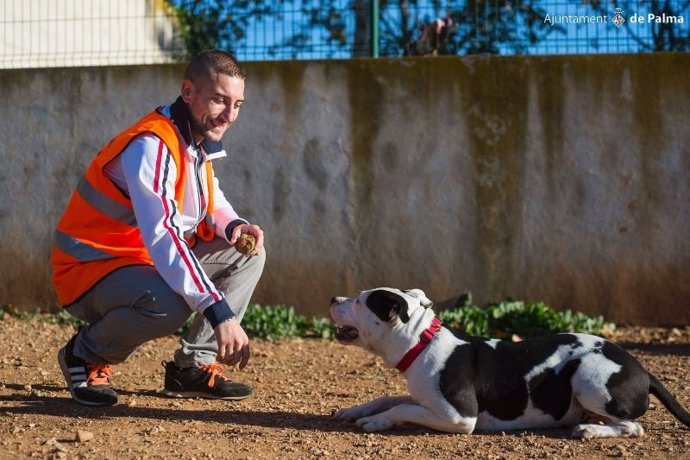 Un voluntario junto a uno de los perros del Centro de Bienestar Animal de Son Reus en Palma.