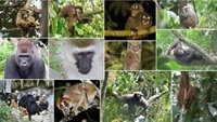 Proteger a los pueblos indígenas ayuda a la biodiversidad de primates