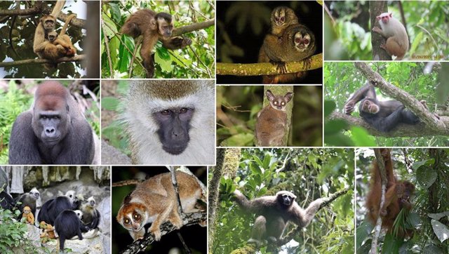 Especies de primates incluidas en el estudio