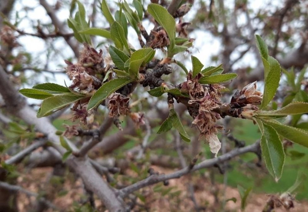 Almendros afectados por heladas
