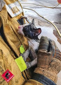 Rescatan a un gatito en el incendio de una plata de reciclaje de Villena