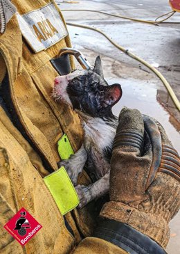 Gato rescatado en un incendio en Villena