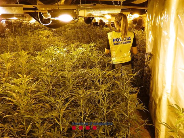 Plantació de marihuana en una masia de Fogars de la Selva (Barcelona)